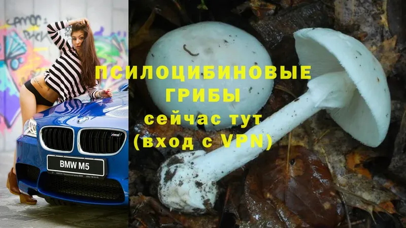 Галлюциногенные грибы Psilocybine cubensis  Карасук 